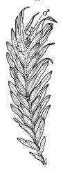 Fissidens rigidulus var. rigidulus, habit of ♂ shoot. Drawn from J.E. Beever 70-15, AK 291820.
 Image: R.C. Wagstaff © Landcare Research 2014 